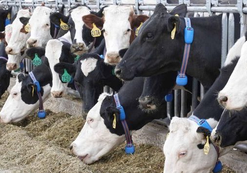 Monitoring-individual-dairy-cow-benefits